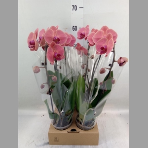 Phalaenopsis  'Elegant Cascade'