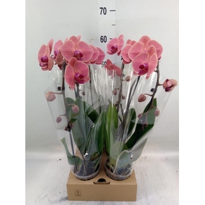 Phalaenopsis  'Elegant Cascade'