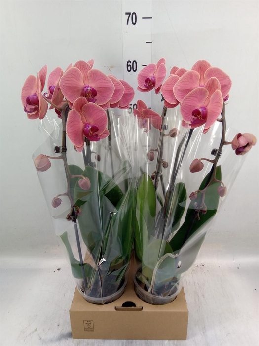<h4>Phalaenopsis  'Elegant Cascade'</h4>