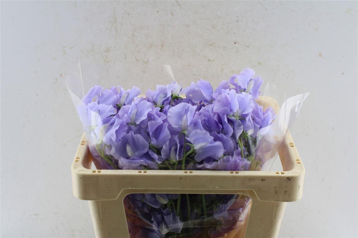 <h4>Lathyr Od Grace</h4>