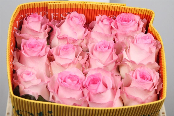 <h4>R Gr Mandala Ec</h4>