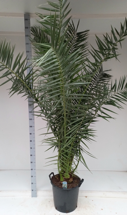<h4>PHOENIX CANARIENSIS</h4>