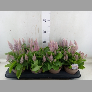 Ptilotus exaltatus 'Joey'