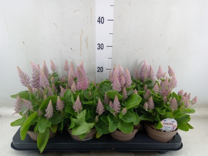 <h4>Ptilotus exaltatus 'Joey'</h4>
