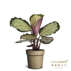 CALATHEA ROSEOPICTA P11 CORONA