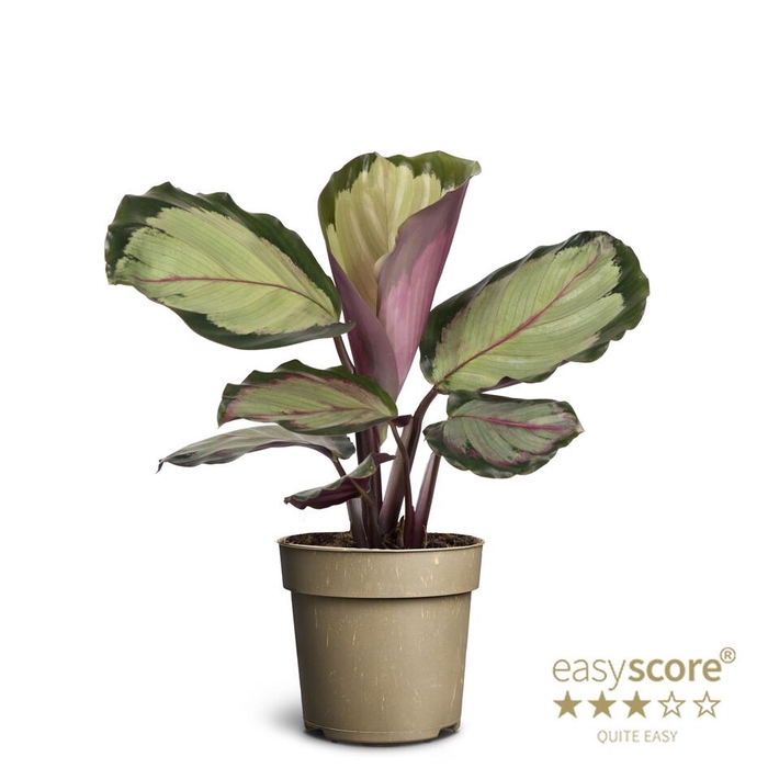 <h4>CALATHEA ROSEOPICTA P11 CORONA</h4>