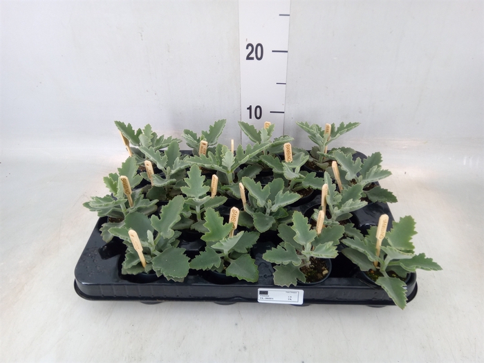 <h4>Kalanchoe NF beharensis</h4>