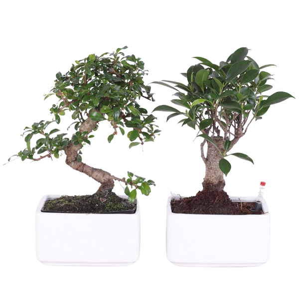 <h4>Bonsai Mixed in Easy Care Ceramic White ø17cm</h4>