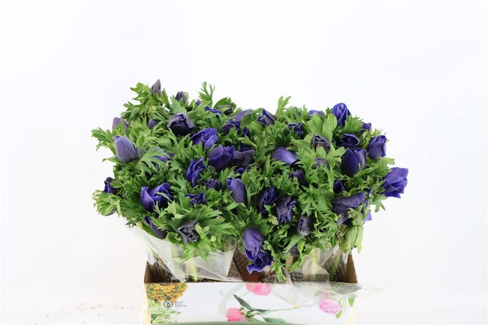 <h4>Anem Marianne Blue</h4>