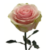 Rosa Premium Frutteto