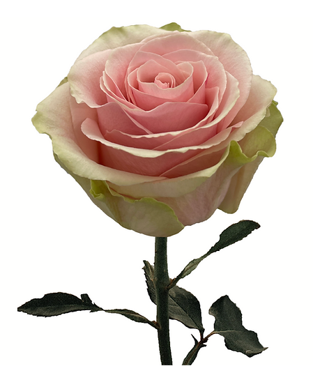 Rosa Premium Frutteto