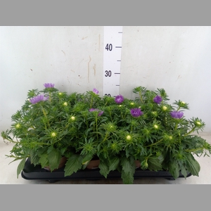 Callistephus chin. 'Starlight Purp'
