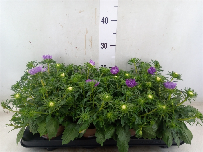 <h4>Callistephus chin. 'Starlight Purp'</h4>