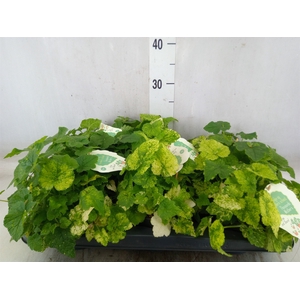 Tolmiea menziesii   ...variegated