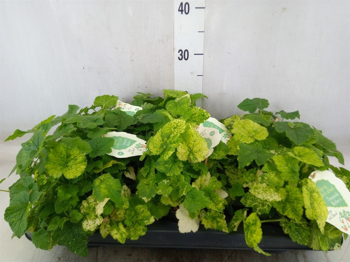 <h4>Tolmiea menziesii   ...variegated</h4>