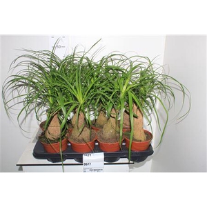 Beaucarnea Recur