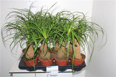 <h4>Beaucarnea Recur</h4>