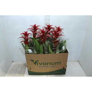 GUZMANIA FINEST RED P14