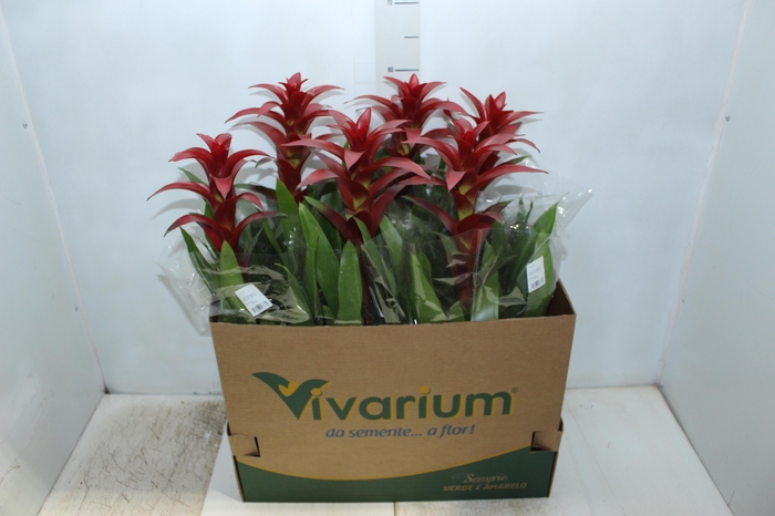 <h4>GUZMANIA FINEST RED P14</h4>