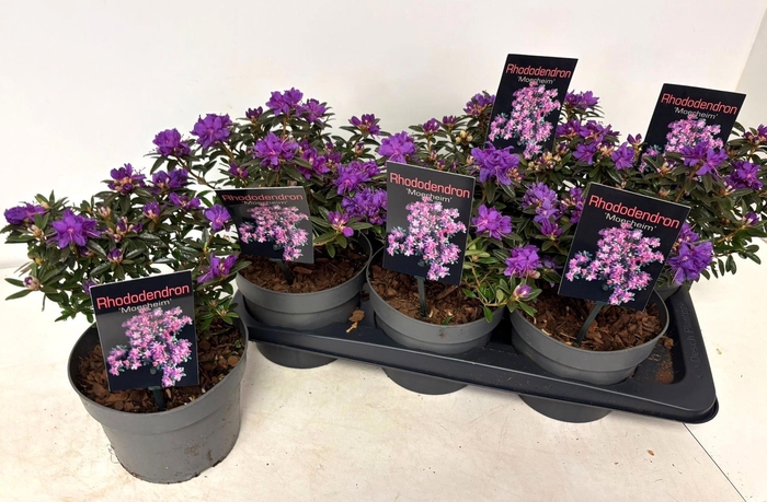 <h4>RHOD MOERHEIM</h4>