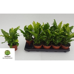Asplenium Nidus Campio 12Ø 25cm