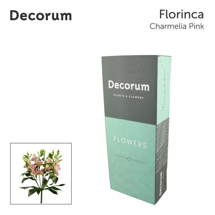 <h4>ALST FL CHARMELIA PINK Jong gewas. in box</h4>