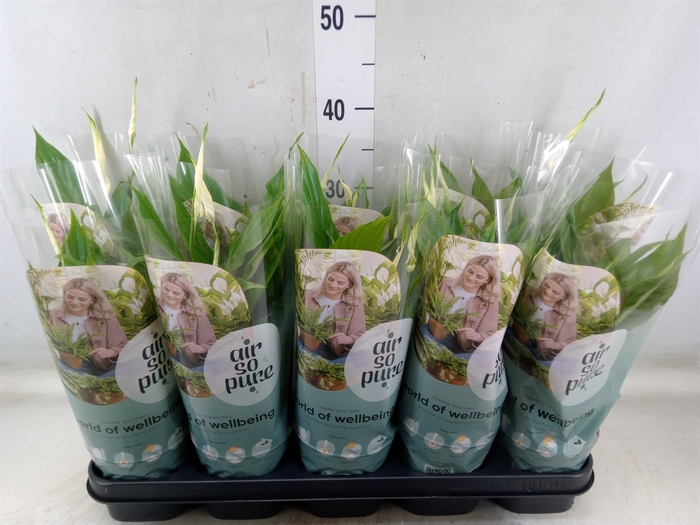 <h4>Spathiphyllum  'Bellini'</h4>
