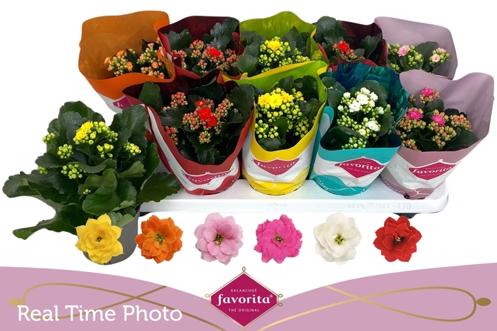 <h4>KAL GE PERF GEM 6 KL</h4>