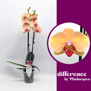 PHAL OV ORANJE