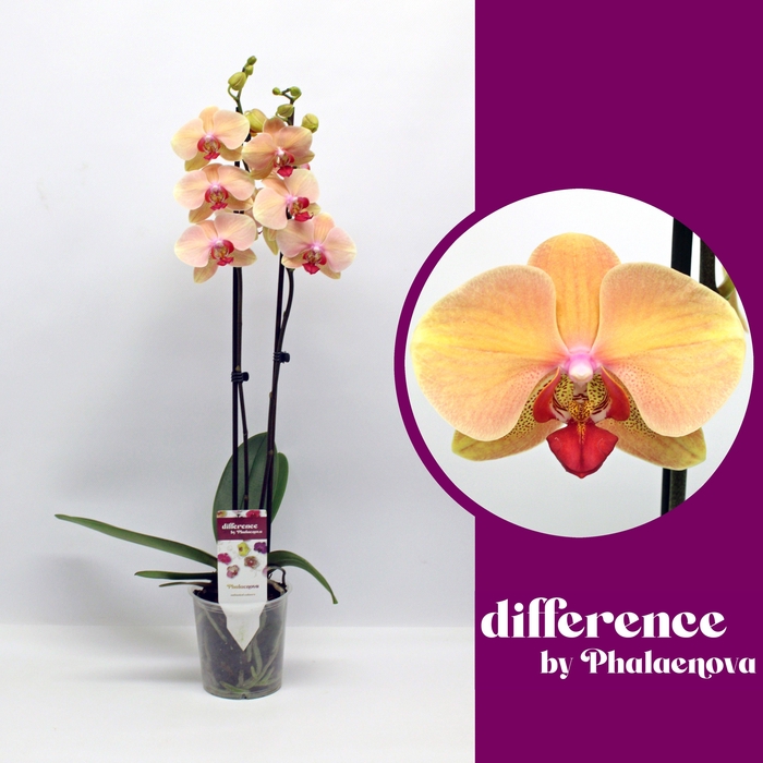 <h4>PHAL OV ORANJE</h4>