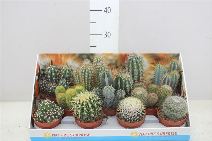 <h4>Cactus Gemengd Showdoos</h4>