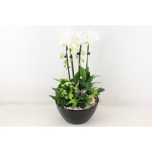 arr2 PL - Ker. schaal dido Zwart Phal. wit
