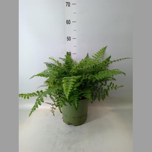 Asplenium  'Parvati'