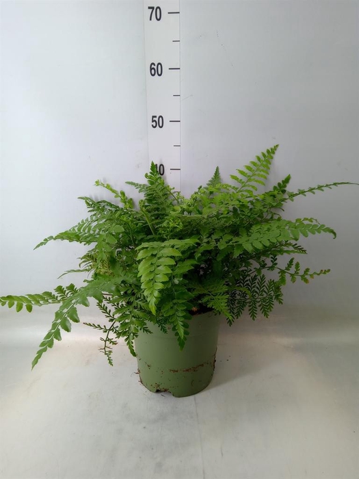 <h4>Asplenium  'Parvati'</h4>