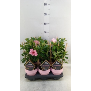 Mandevilla am. 'Sundav Flaming Pk'