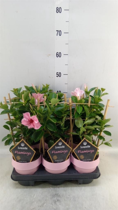 <h4>Mandevilla am. 'Sundav Flaming Pk'</h4>