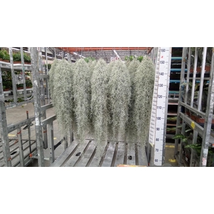 Tillandsia usneoides