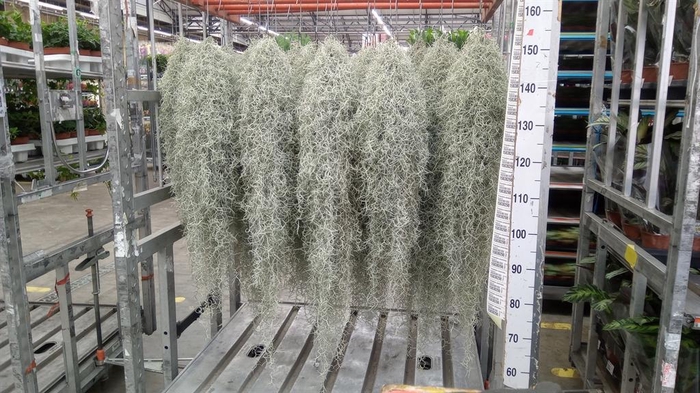 <h4>Tillandsia usneoides</h4>