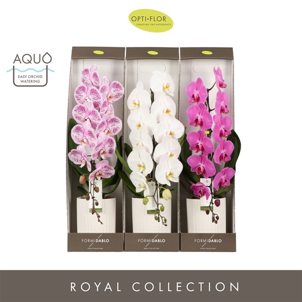 <h4>Formidablo 12cm Mix in Molise White Aquo Showdoos</h4>