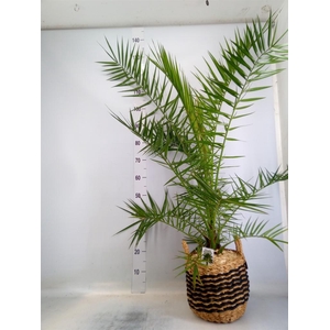 Arr.   Kamerplant Groen H%