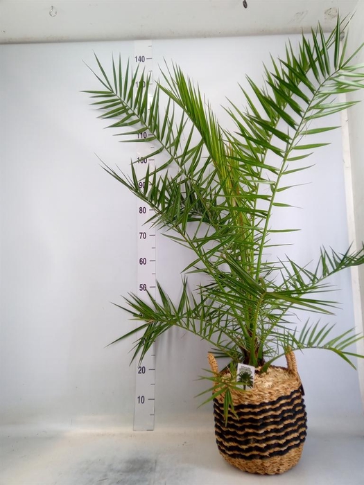 <h4>Arr. Kamerplant Groen H%</h4>