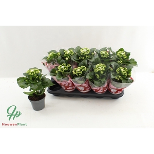 KAL GE PERFECTA WHIT