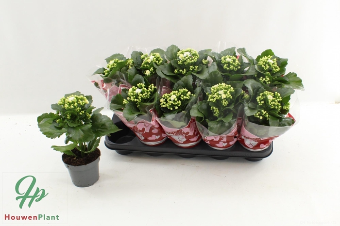 <h4>KAL GE PERFECTA WHIT</h4>