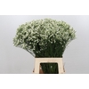 Limonium Pinna Colada