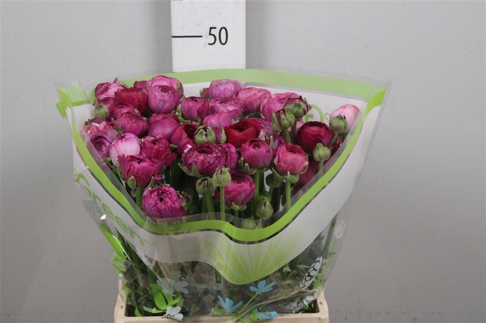 <h4>Ran Am Purple Jean</h4>