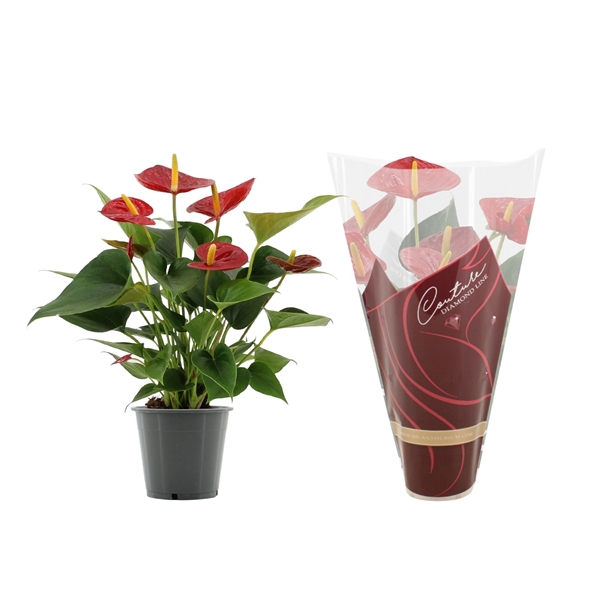 <h4>Anthurium Diamond Red in Couture Diamond sleeve</h4>