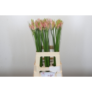 Nerine Vesta K