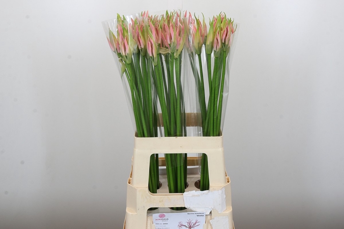 Nerine Vesta K