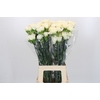 Dianthus St Rodas Creme