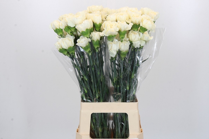 Dianthus St Rodas Creme